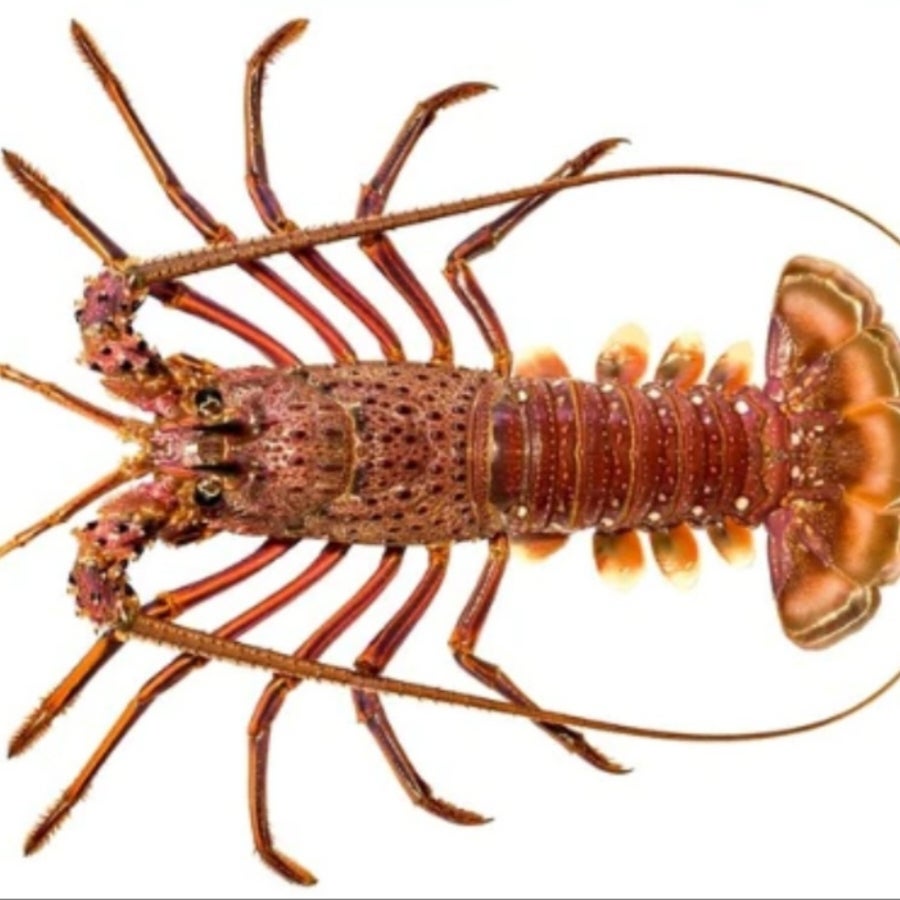 リリパットレーン LOBSTER THE PIER リリパットレーン LOBSTER THE PIER